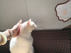 -豆逗聊愈猫阁Easy Life