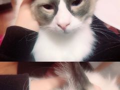 -李小姐の猫咖啡馆(五角场店)