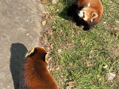 -合肥野生动物园