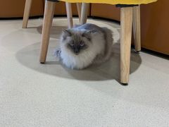 -藏猫猫咖啡主题馆(中央大道店)