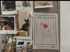 -山宅一喵德文卷毛猫舍