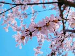 -桃花堤公园
