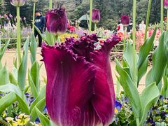 -深圳仙湖植物园