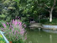 -红梅公园