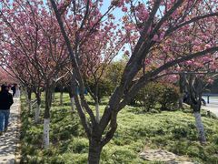 -高东镇樱花园