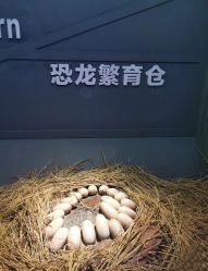 -恐龙探索乐园(磁器口店)