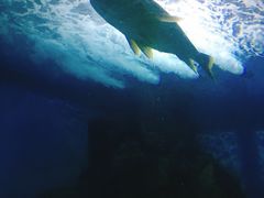 -苏州海洋馆