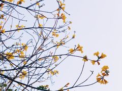 -狐尾山公园