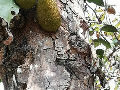 -中国科学院西双版纳热带植物园