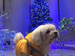 -上海崇明金茂凯悦酒店