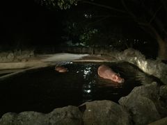 -清迈夜间动物园