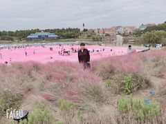 -大塘金香草谷