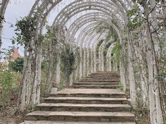 -大塘金香草谷