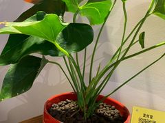 -周先生石花膏