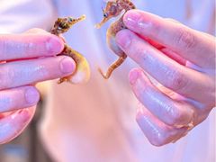 -鳥喜Toriki怀石烧鸟料理