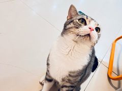 -平行世界·猫咖(首经贸店)