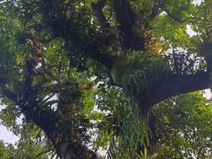 -中国科学院西双版纳热带植物园