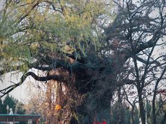 -大槐树寻根祭祖园