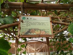 -上海都市菜园