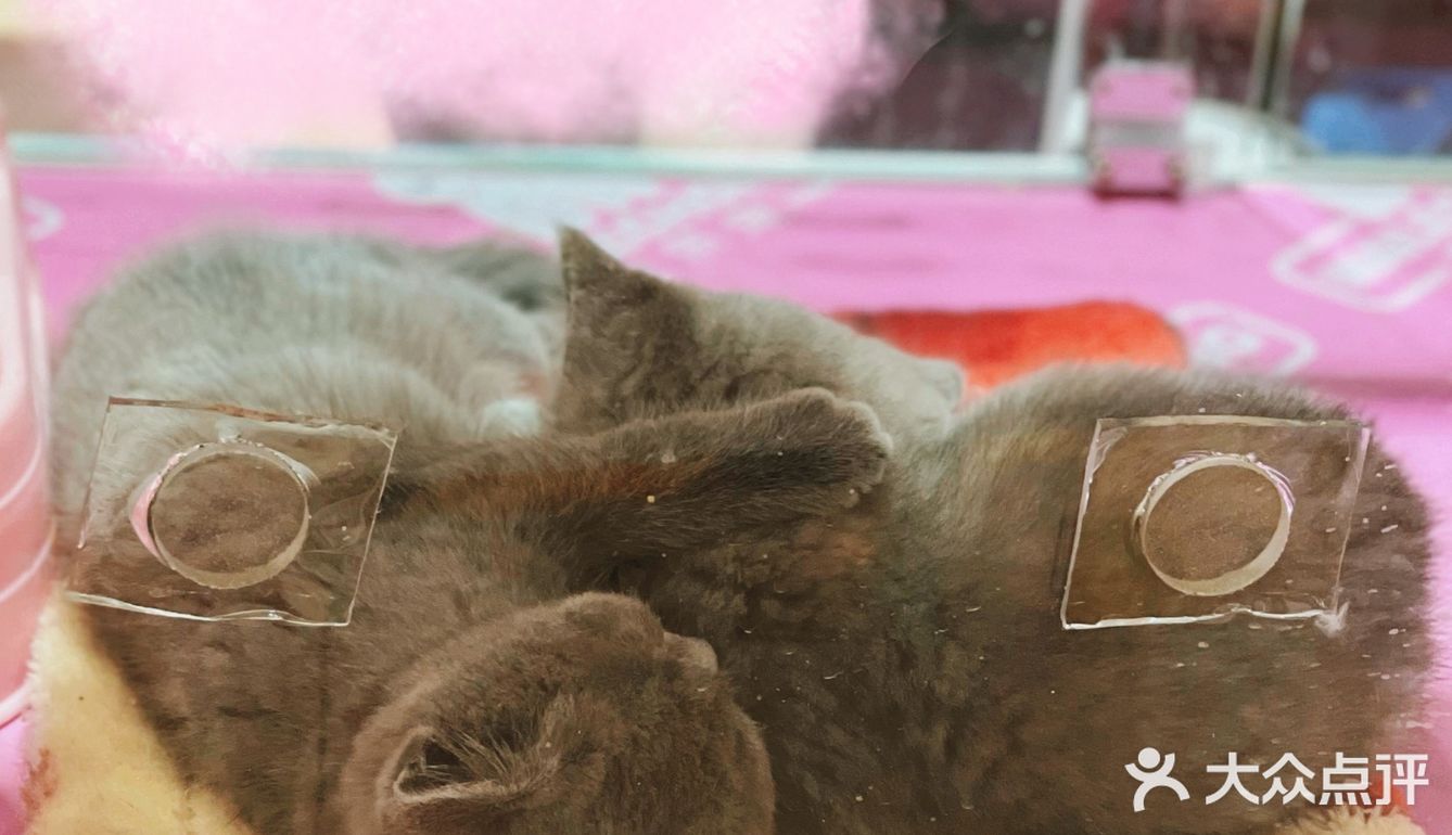 初春🌸阳光☀️午后，猫猫🐱都在睡大觉💤