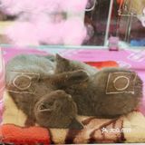 初春🌸阳光☀️午后，猫猫🐱都在睡大觉💤