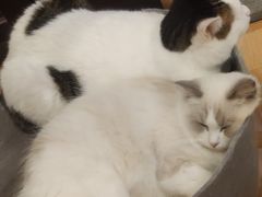 -momokira米努特·德文卷毛猫·棉花面纱犬