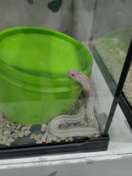 -Moni星球萌宠·小马宝莉·灵蛇·高端高阶全萌宠互动体验俱乐部(红豆国际广场店)