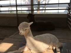 -南宫五洲植物乐园