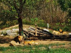 -北京野生动物园