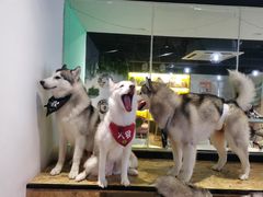 -Husky Go! 哈士奇体验馆·宠物咖啡厅狗咖