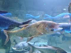 -天乐农家鱼头王(天目湖店)