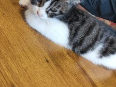 -平行世界·猫咖(首经贸店)