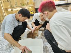 -momokira米努特·德文卷毛猫·棉花面纱犬