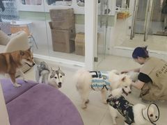 -怪兽屋·羊驼·猫咖·狗咖(俊华广场店)