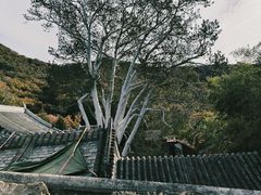 -潭柘寺景区