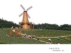 -大塘金香草谷