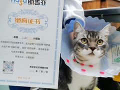 -纳吉亚猫专科动物医院博雅分院