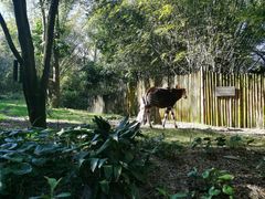 -奥兰多迪士尼动物王国乐园