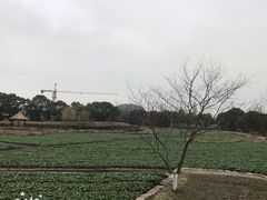 -乌镇西栅景区-月老庙