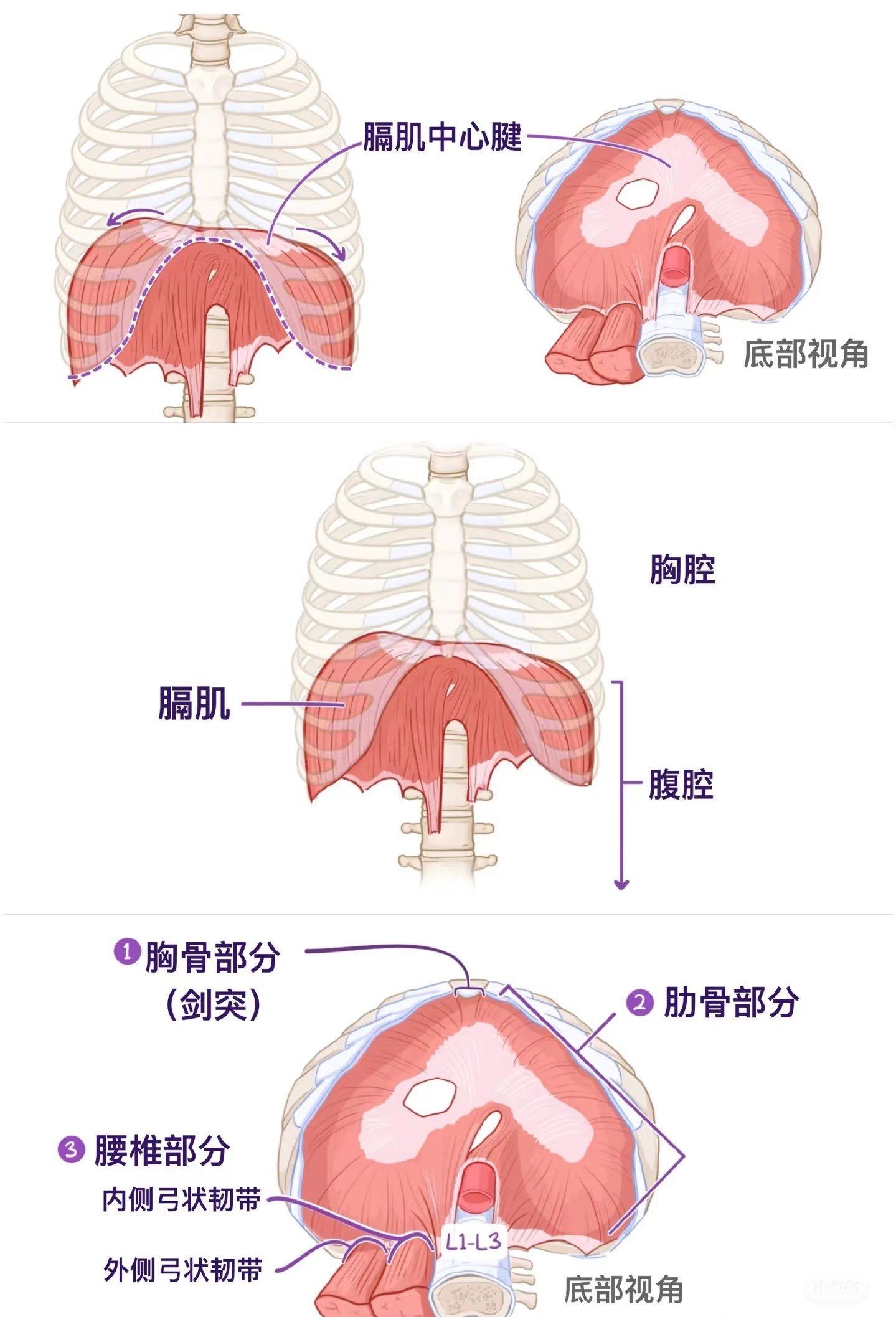 ✅膈肌
膈肌是呼吸的主要肌肉.当它收