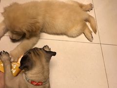 -翊宠yipet猫狗购宠庄园犬舍•猫舍