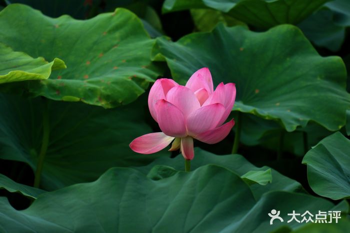 荷塘月色湿地公园·向阳花洲图片