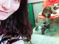 -猫咪博物馆(顶澳仔猫街店)