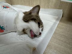 -北京观赏动物医院·24小时大型综合·猫专科·异宠专科