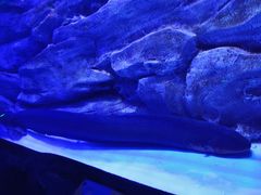-芜湖新华联大白鲸海洋公园