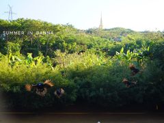 -西双版纳勐泐文化旅游区