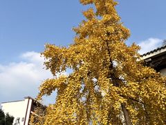 -老鼎万春卤菜(五代传承创始老店)