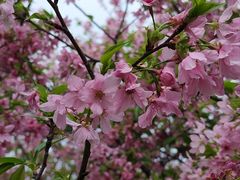 -天适樱花悠乐园