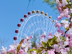-石家庄市植物园