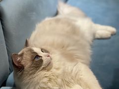 -滚猫咖啡·猫咖·猫友好撸猫(未来城店)